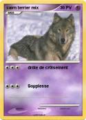 cairn terrier