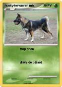 husky-tervueren