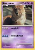 dhole coucher
