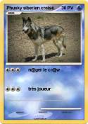 Phusky siberien