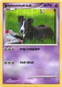 greyhound-pit-bull