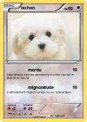 bichon