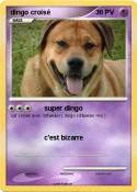 dingo croisé