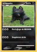 schipperke
