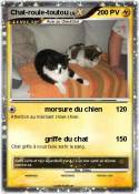 Chat-roule-toutou