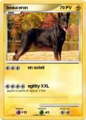 beauceron