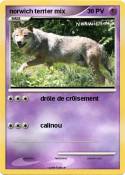 norwich terrier