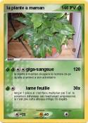 la plante a