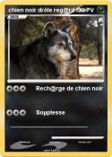 chien noir drôle reg@rd fixe chien noir
