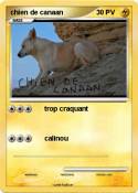 chien de canaan