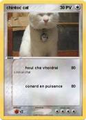 chintoc cat