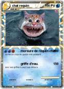 chat requin