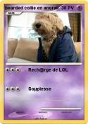bearded collie