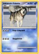 malamute
