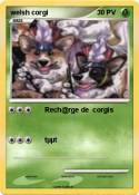welsh corgi