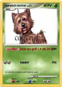 norwich terrier