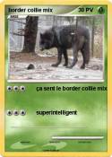 border collie