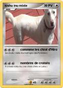 kishu inu mixte