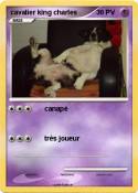 cavalier king