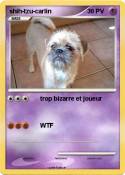 shih-tzu-carlin