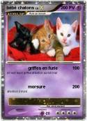 bébé chatons