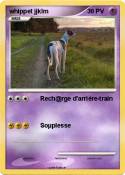 whippet jjklm whippet jjklm