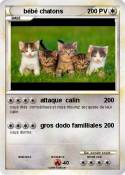 bébé chatons
