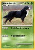 bouvier bernois bouvier bernois