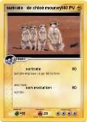 suricate de