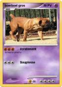 boerboel gros
