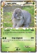 lapin bélier
