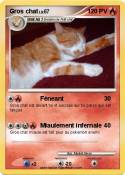 Gros chat