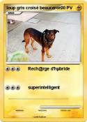 loup gris croisé beauceron loup gris
