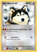 ado chien niv