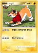 welsh corgi tf