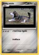 husky mixte