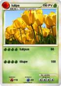 tulipa