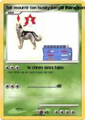 fait mourrir ton husky-berger blanc fait mourrir