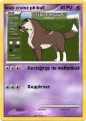 loup croisé pit-bull loup croisé