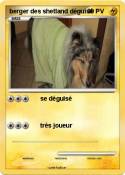 berger des shetland déguisé berger des
