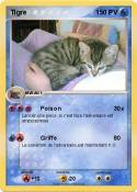 Tigre