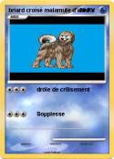 briard croisé
