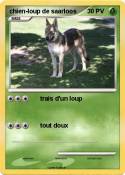 chien-loup de