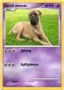 mastiff détendu mastiff