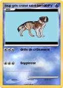 loup gris croisé saint-bernard loup gris