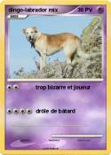 dingo-labrador