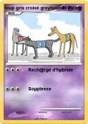 loup gris croisé greyhound r@cing loup gris