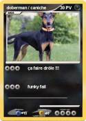 doberman /