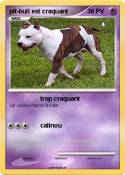 pit-bull est craquant pit-bull est