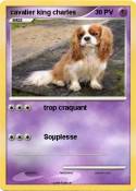 cavalier king
